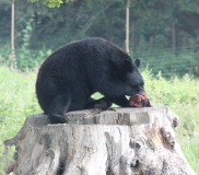 Woburn-008