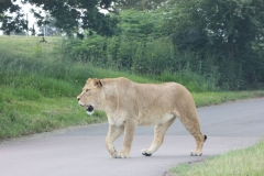 Woburn-009