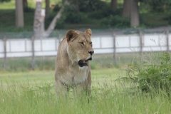 Woburn-010