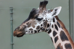 Woburn-012