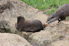 Woburn-015