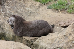 Woburn-016