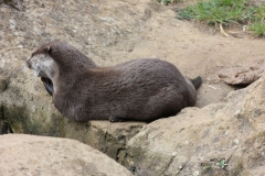 Woburn-017