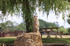 Woburn-022