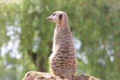 Woburn-025