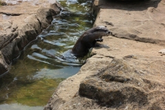 Woburn-026