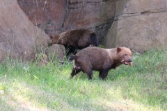 Woburn-033