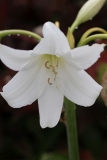 Eden-025