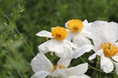 Eden-046