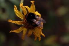 Eden-047