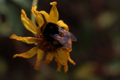 Eden-048