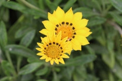 Eden-055