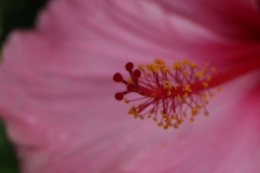 Eden-066