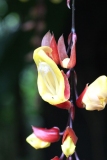 Eden-077