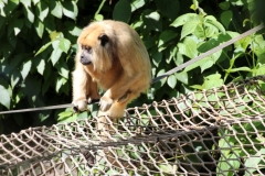 20230717 - Paignton Zoo