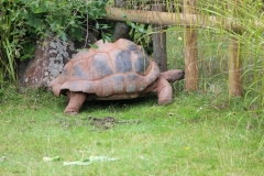 Paignton-014