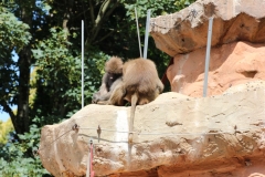 Paignton-018