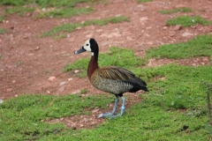 Paignton-030