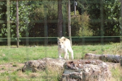 Big-Cat-002