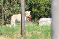 Big-Cat-003