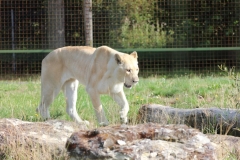 Big-Cat-004