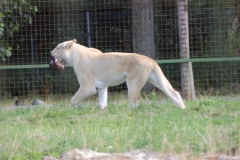 Big-Cat-005