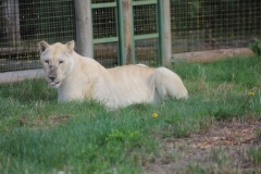 Big-Cat-007
