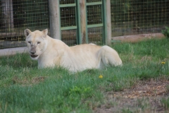Big-Cat-008