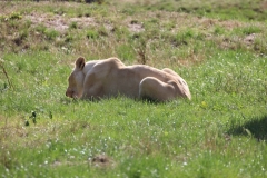 Big-Cat-009