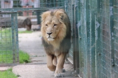 Big-Cat-012