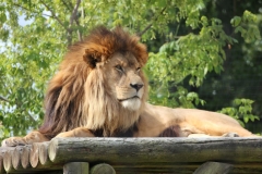 Big-Cat-015