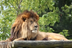 Big-Cat-016