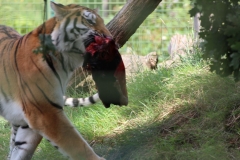 Big-Cat-017
