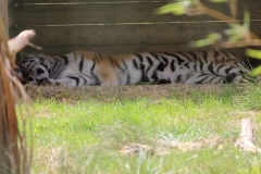 Big-Cat-021