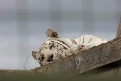 Big-Cat-022