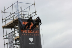 Big-Cat-028