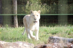 Big-Cat-002