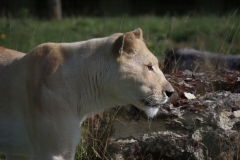 Big-Cat-003