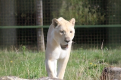 Big-Cat-006