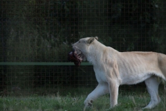 Big-Cat-007