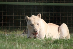 Big-Cat-008