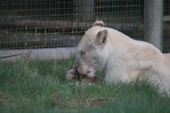 Big-Cat-010