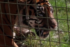 Big-Cat-011