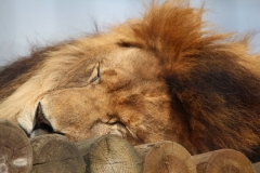 Big-Cat-013