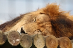 Big-Cat-014