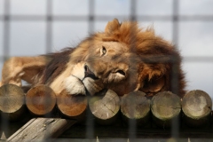 Big-Cat-016