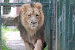 Big-Cat-018