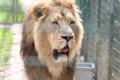 Big-Cat-019