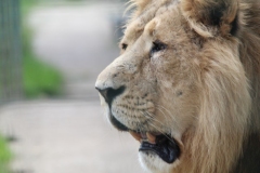 Big-Cat-020