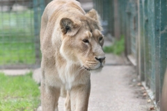 Big-Cat-021